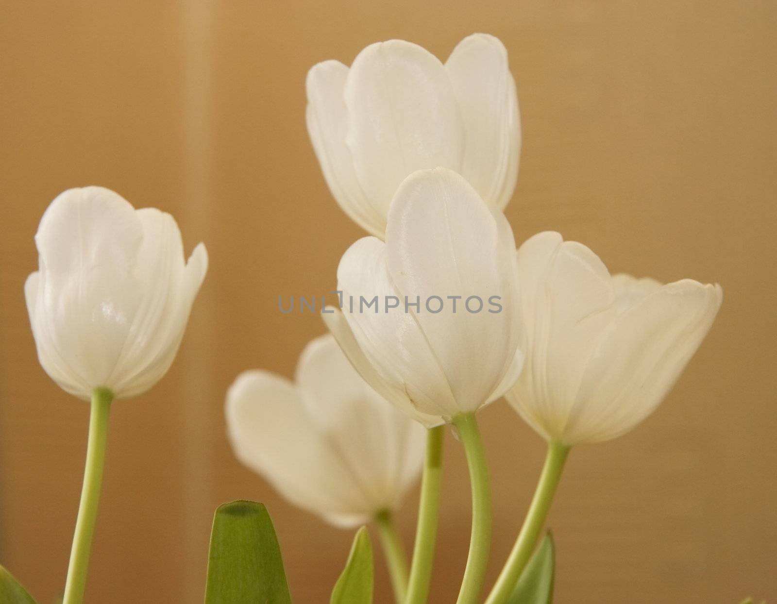 tulips by leafy