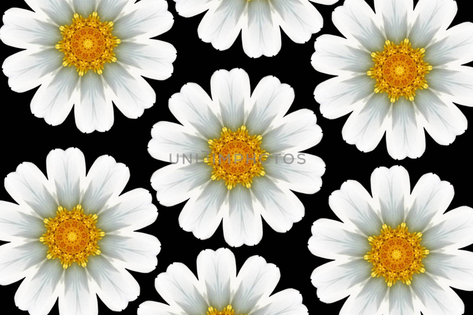 large daisy design by leafy