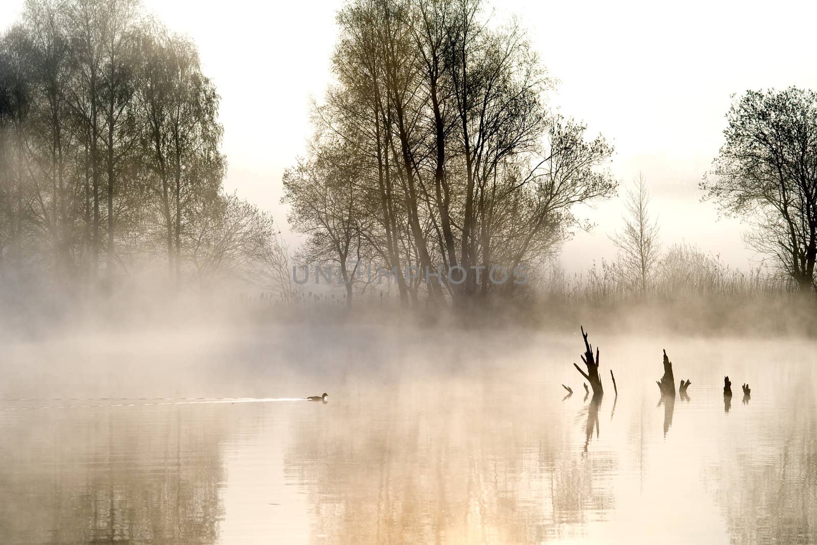 misty landscape by gufoto