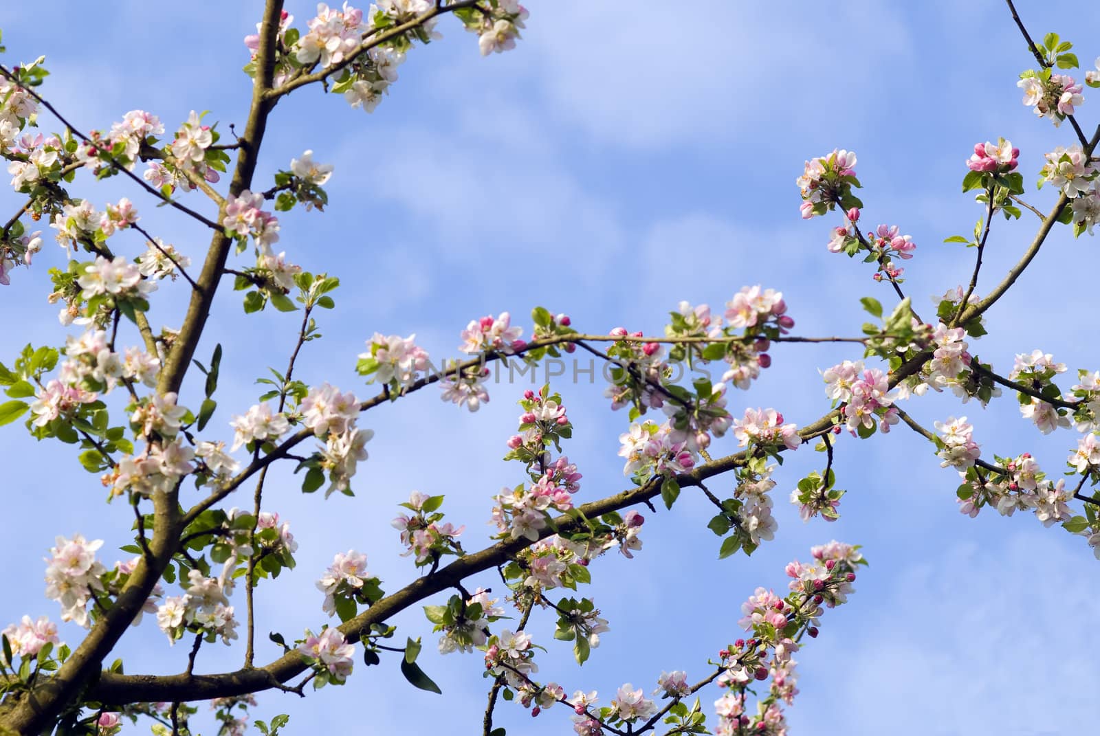a flowering tree,symbol of springtime