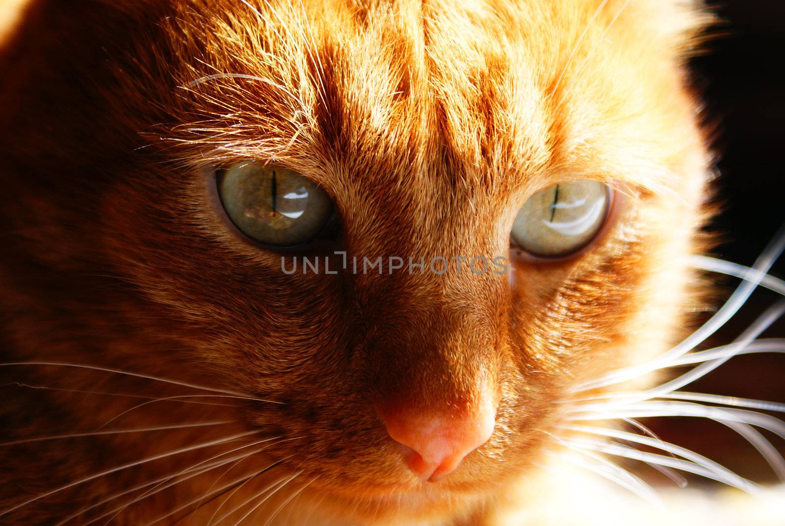 ginger cat looking into the eyes of a prey