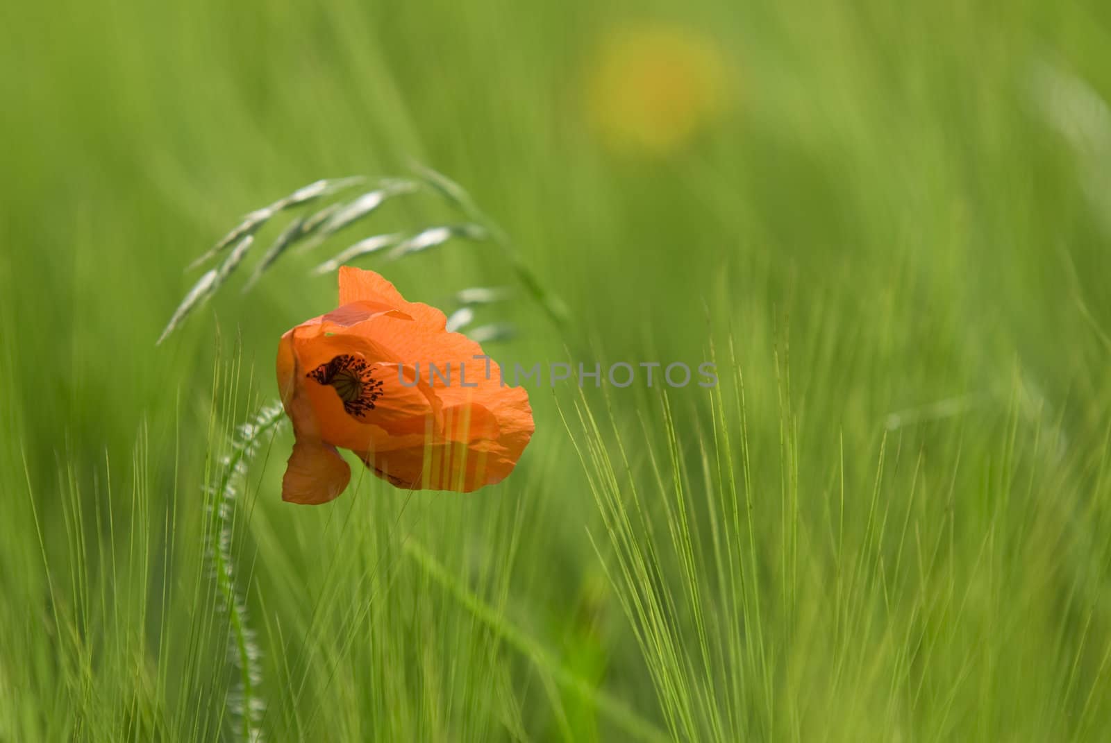 one poppy in a meadow