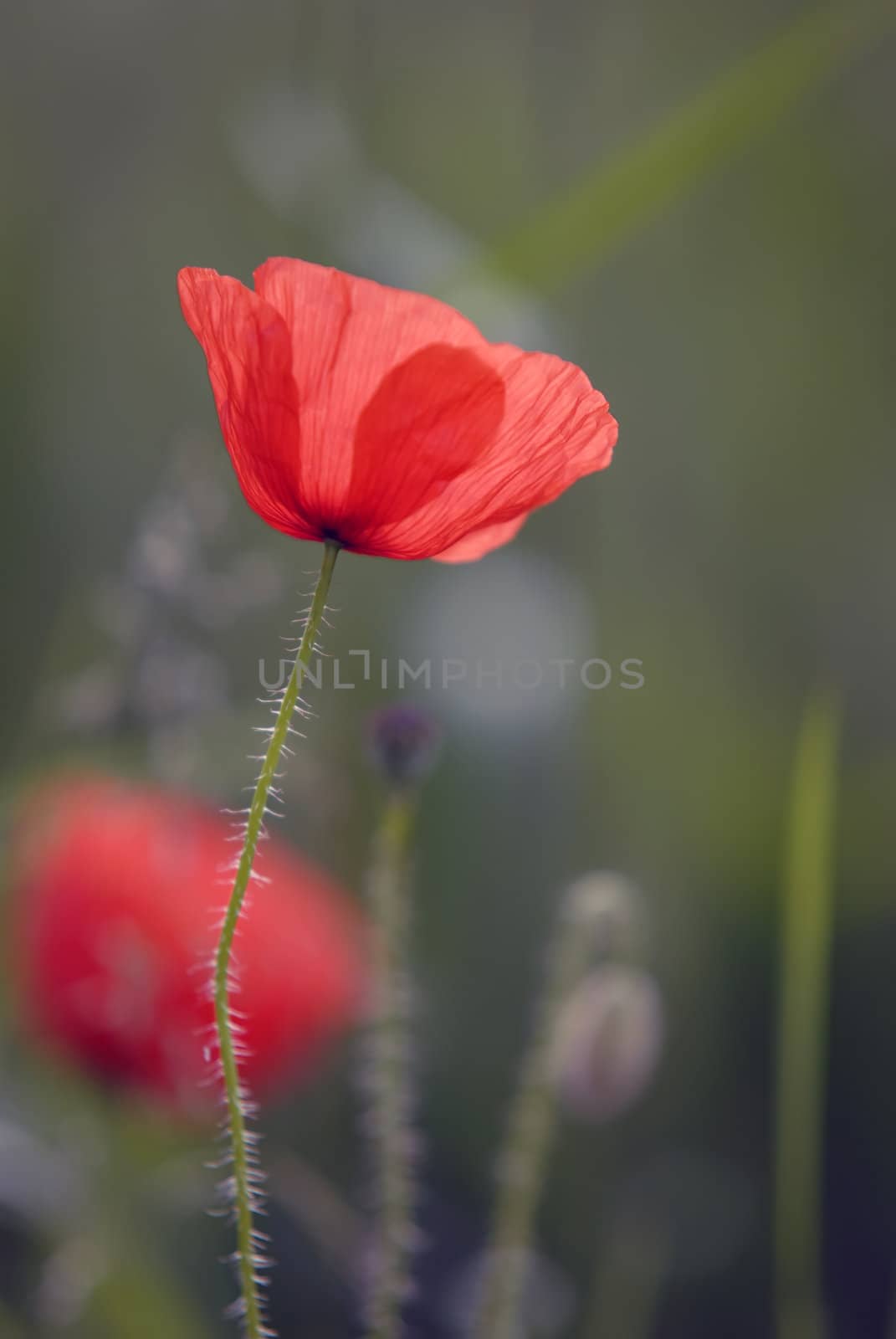 poppies by gufoto