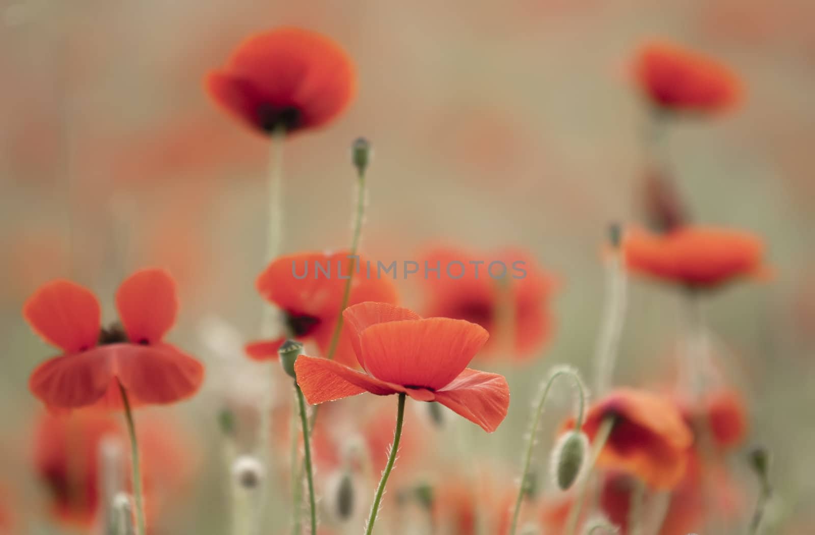 poppies by gufoto