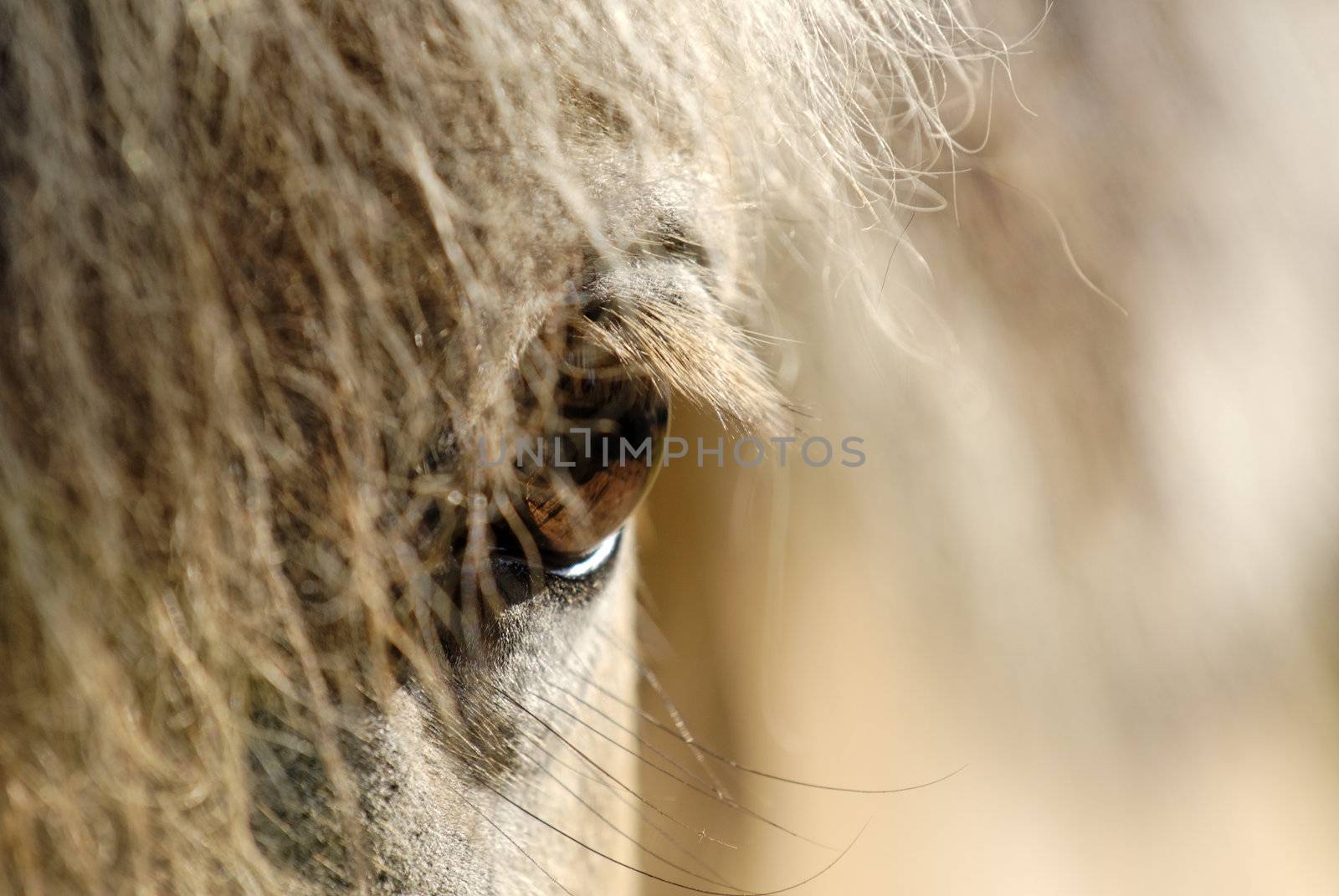 horse by gufoto