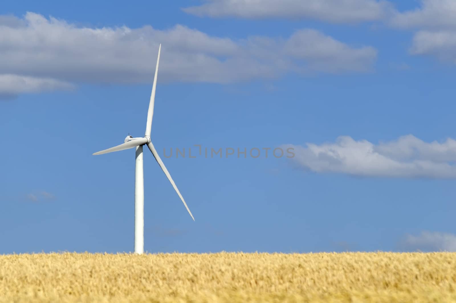 a wind turbine in a cultivated field