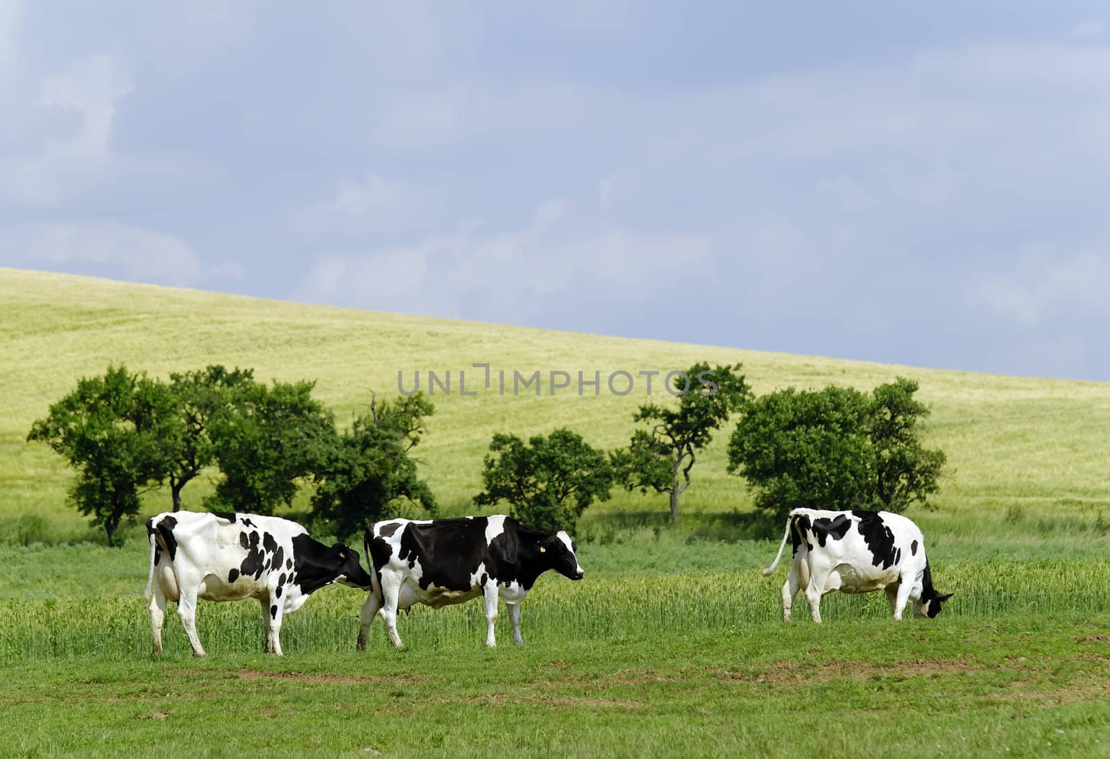 cows in a meadow