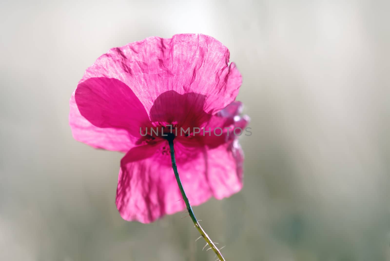an isolated poppy