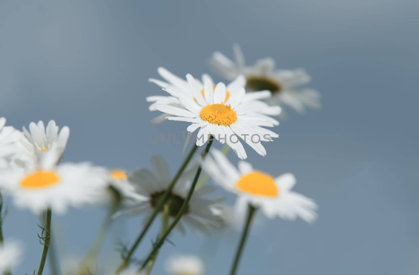 daisies by gufoto