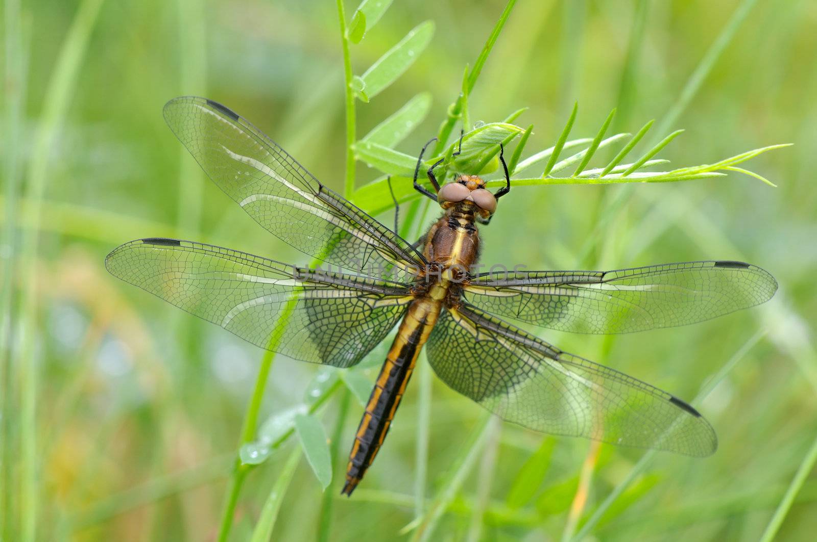 Female Widow Skimmer dragonfly resting on a plant - Libellula luctuosa