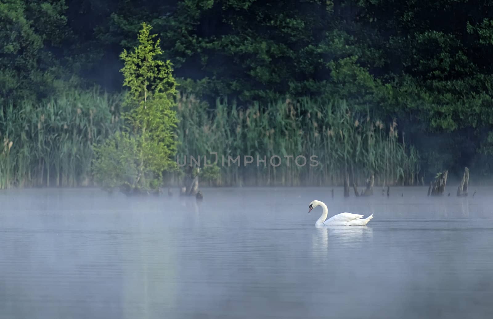 a swan swimming on a pond