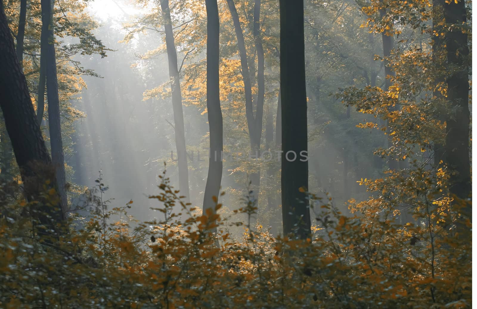 sunbeams by gufoto