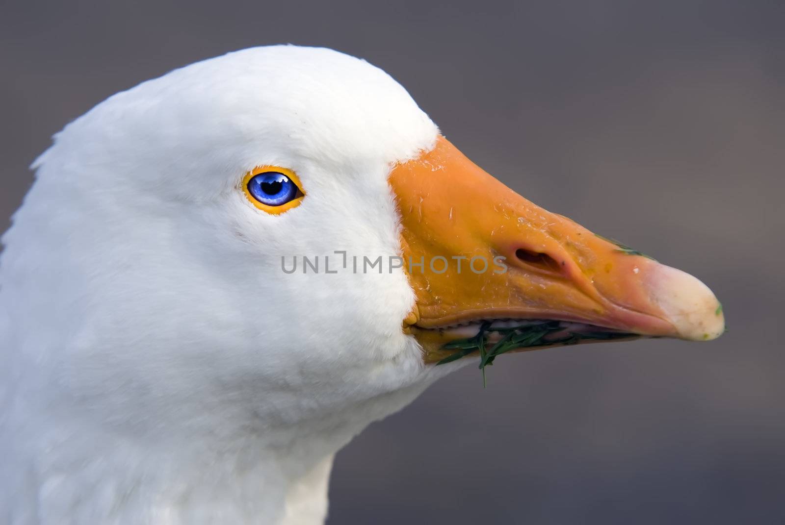 a white goose