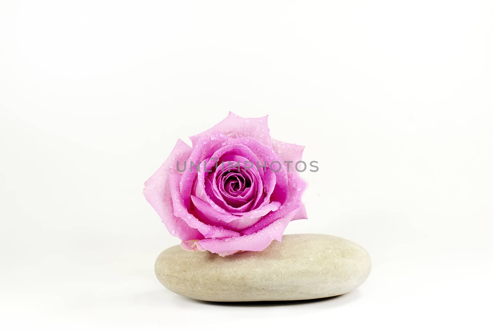 a pebble covered with a rose