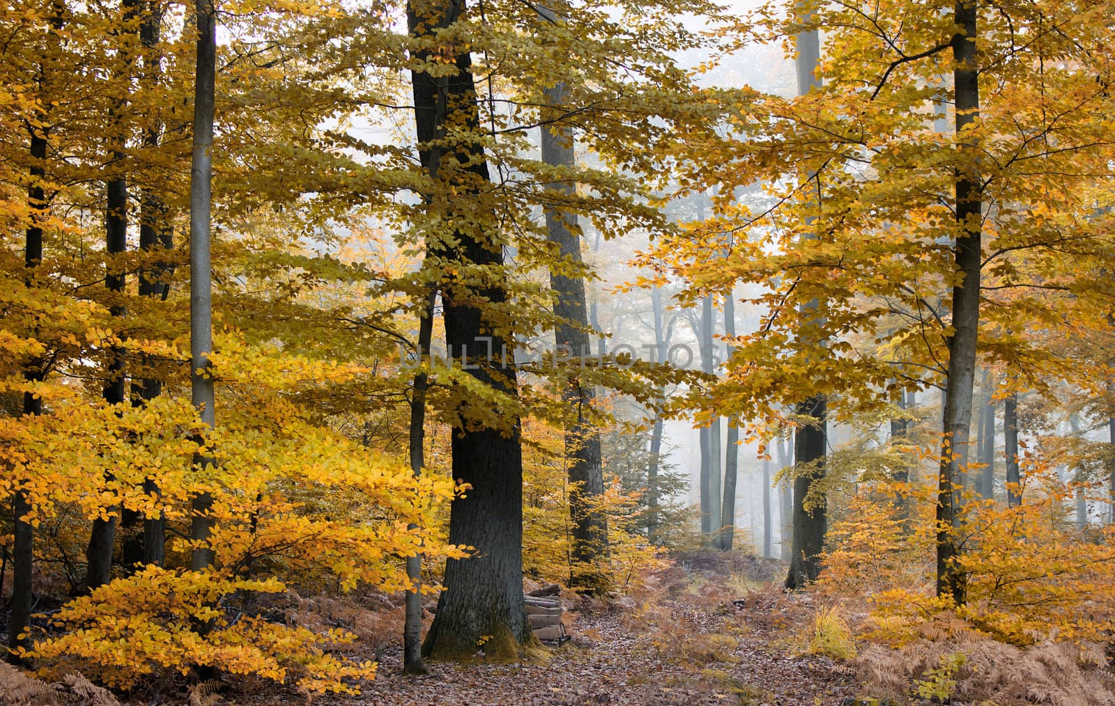 fall atmosphere in the forest