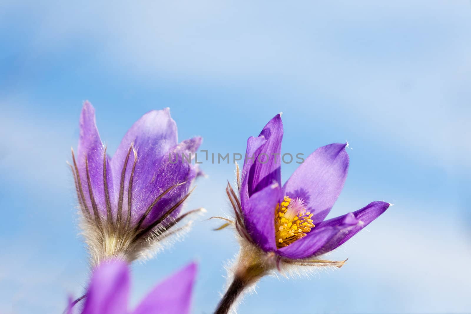 Blooming Pasque Flowers (Pulsatilla patens) close-up against blue sping sky.