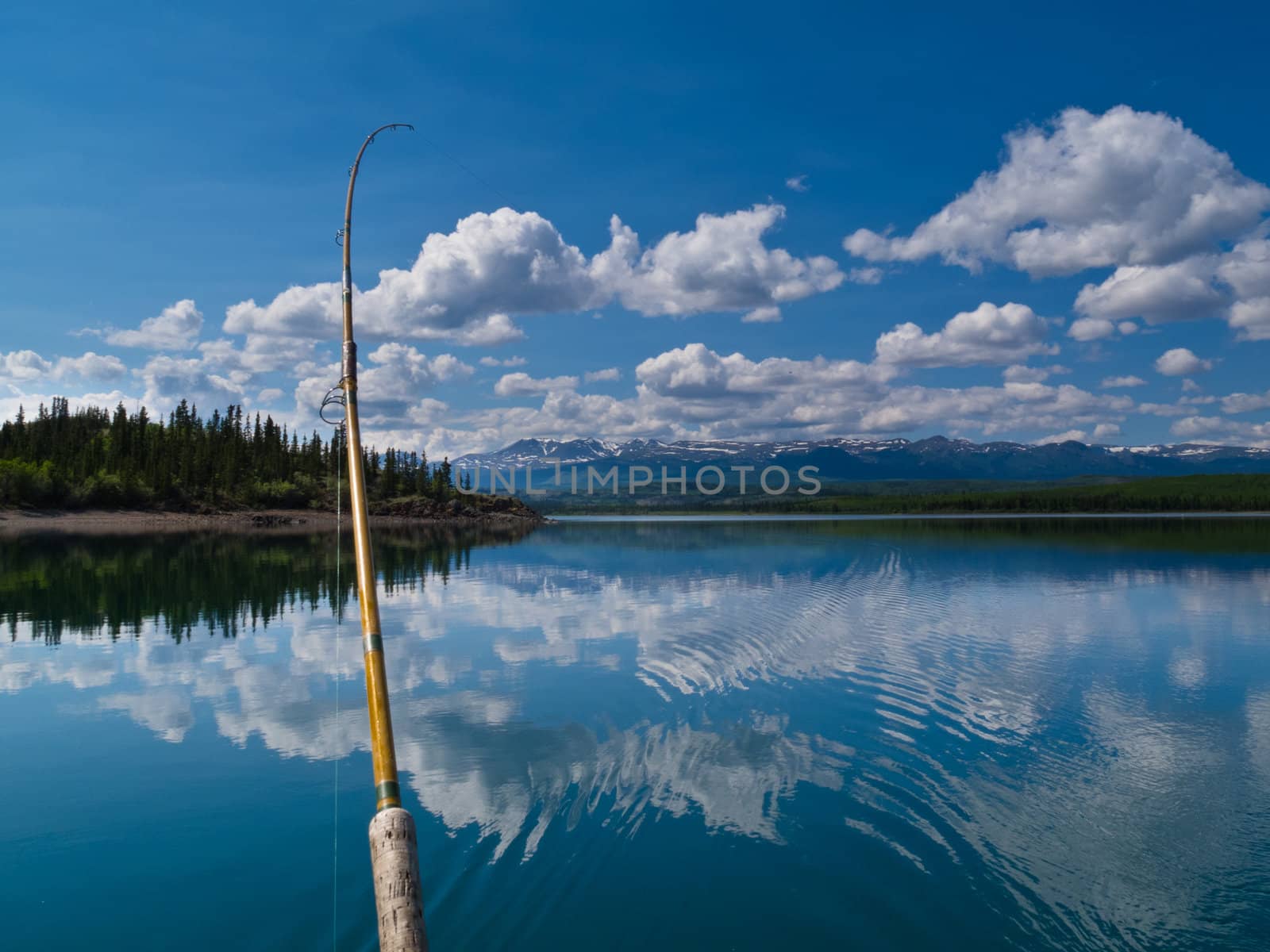 Fishing rod bends under weight of fish that just took lure in Lake Laberge, Yukon Territory, Canada