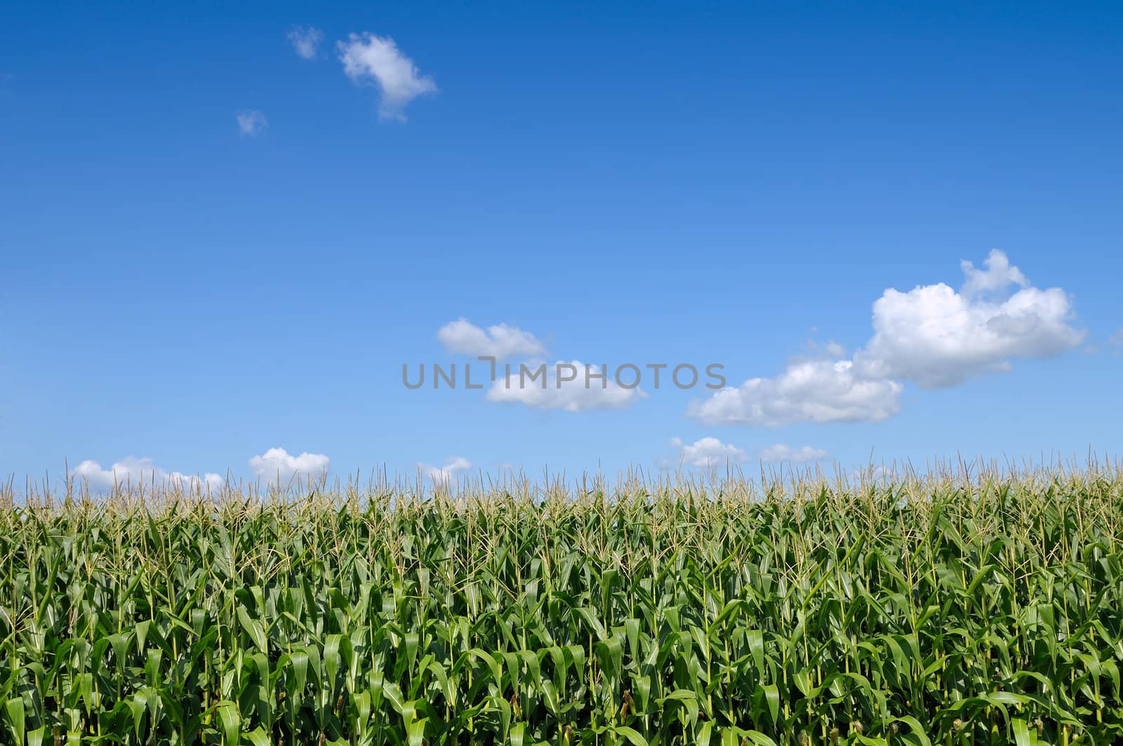 Corn field by Hbak