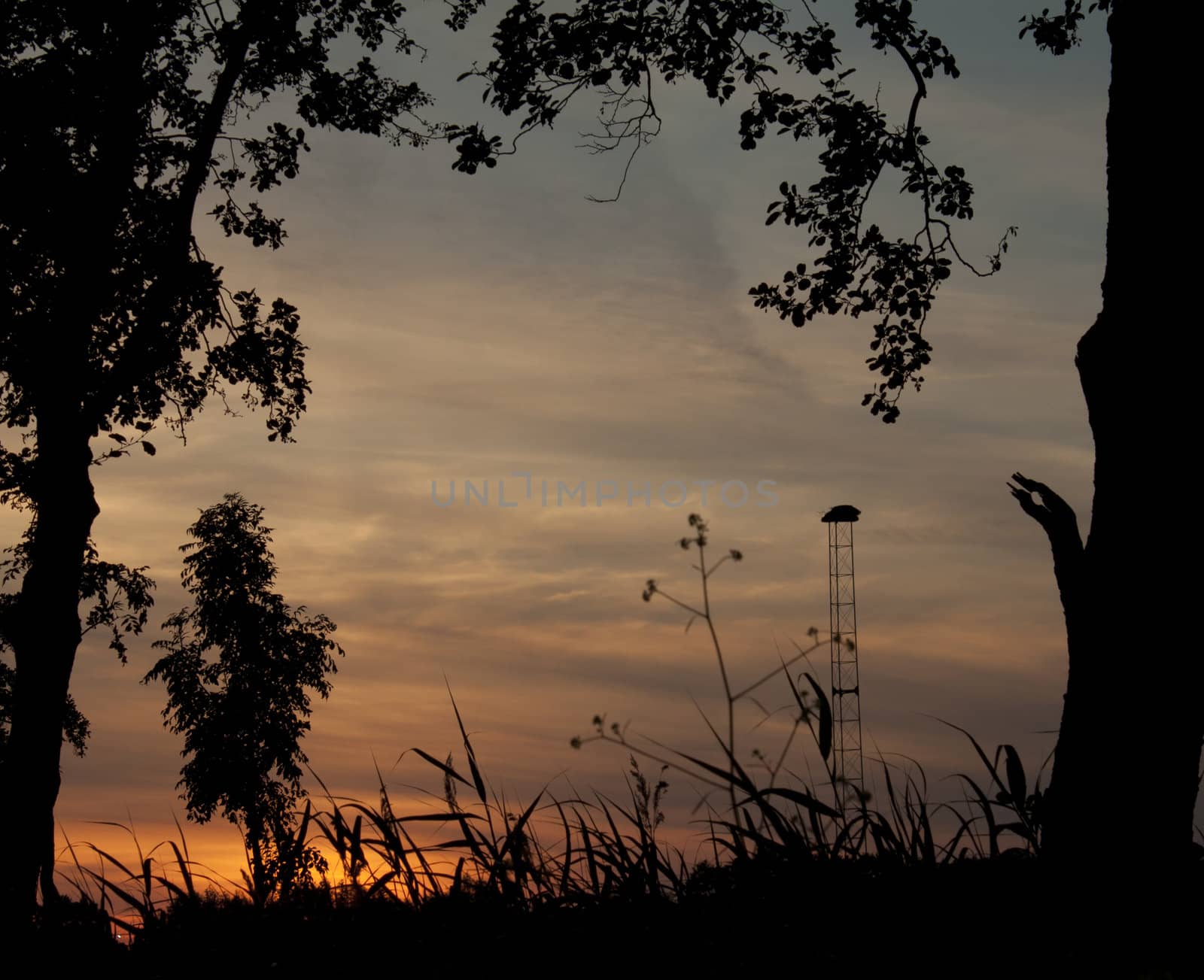 Sunset on the stork's nest