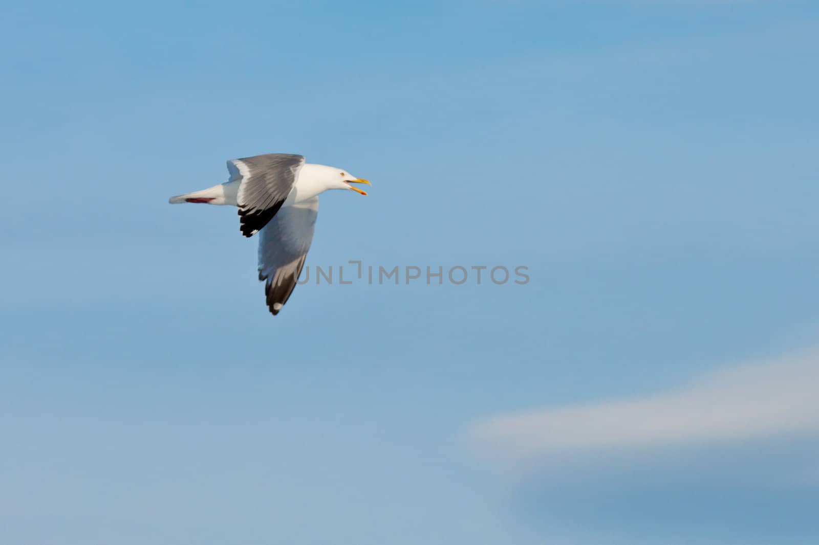 Calling herring gull(Larus argentatus) with open beak flying in blue sky.