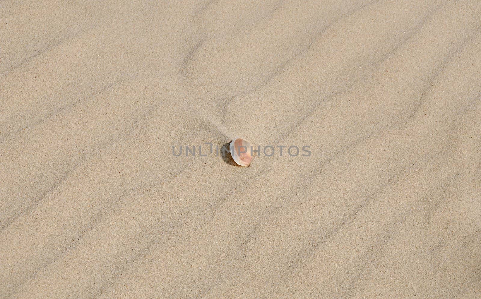 Single little sea shell  on light sand texture with diagonal pattern