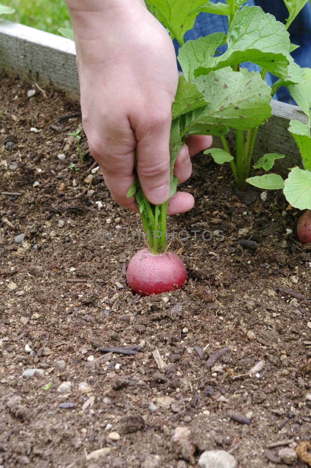 Gardener pulling a ripe radish by edcorey