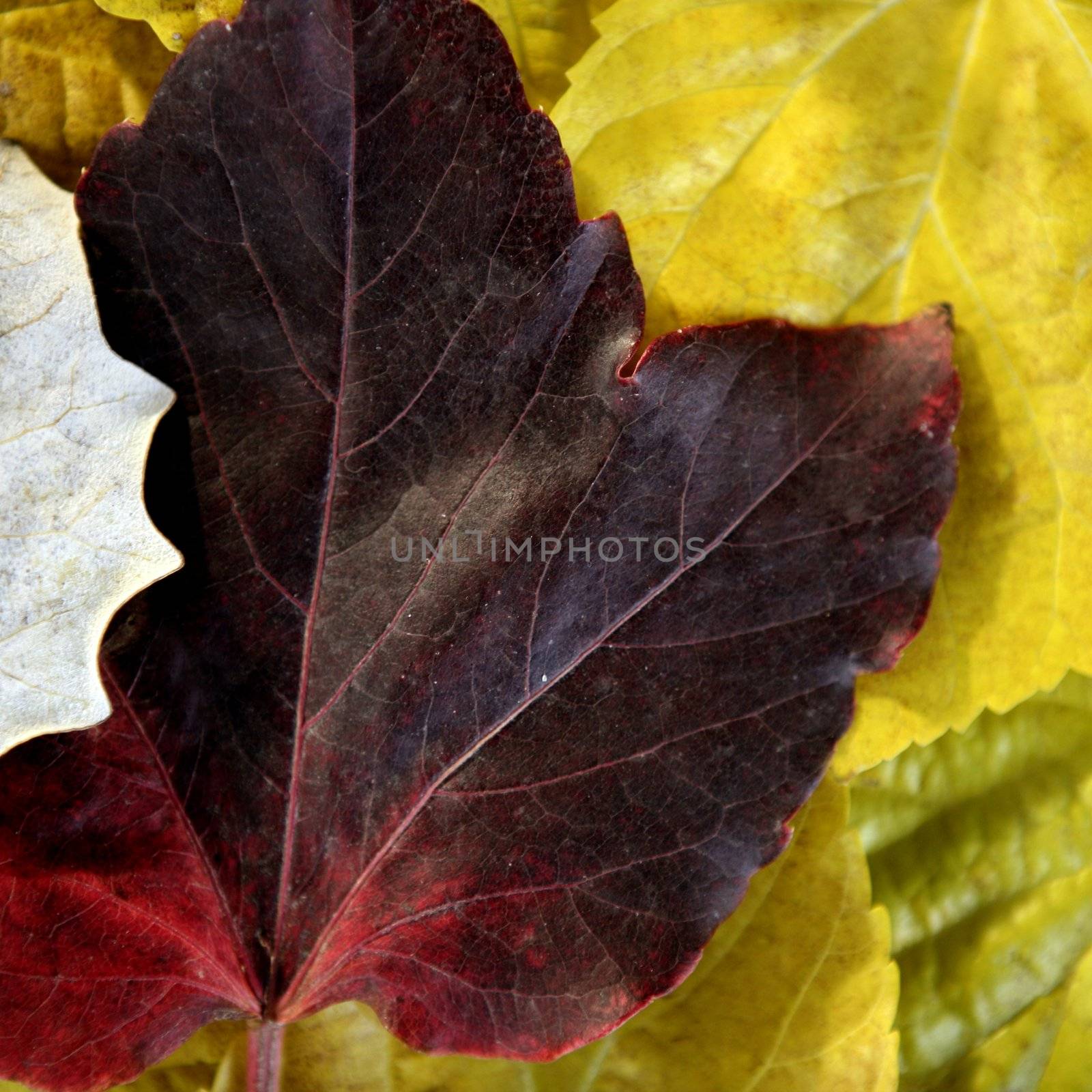 Leaves still of autumn leaves, dark wood background, fall classic images by lunamarina