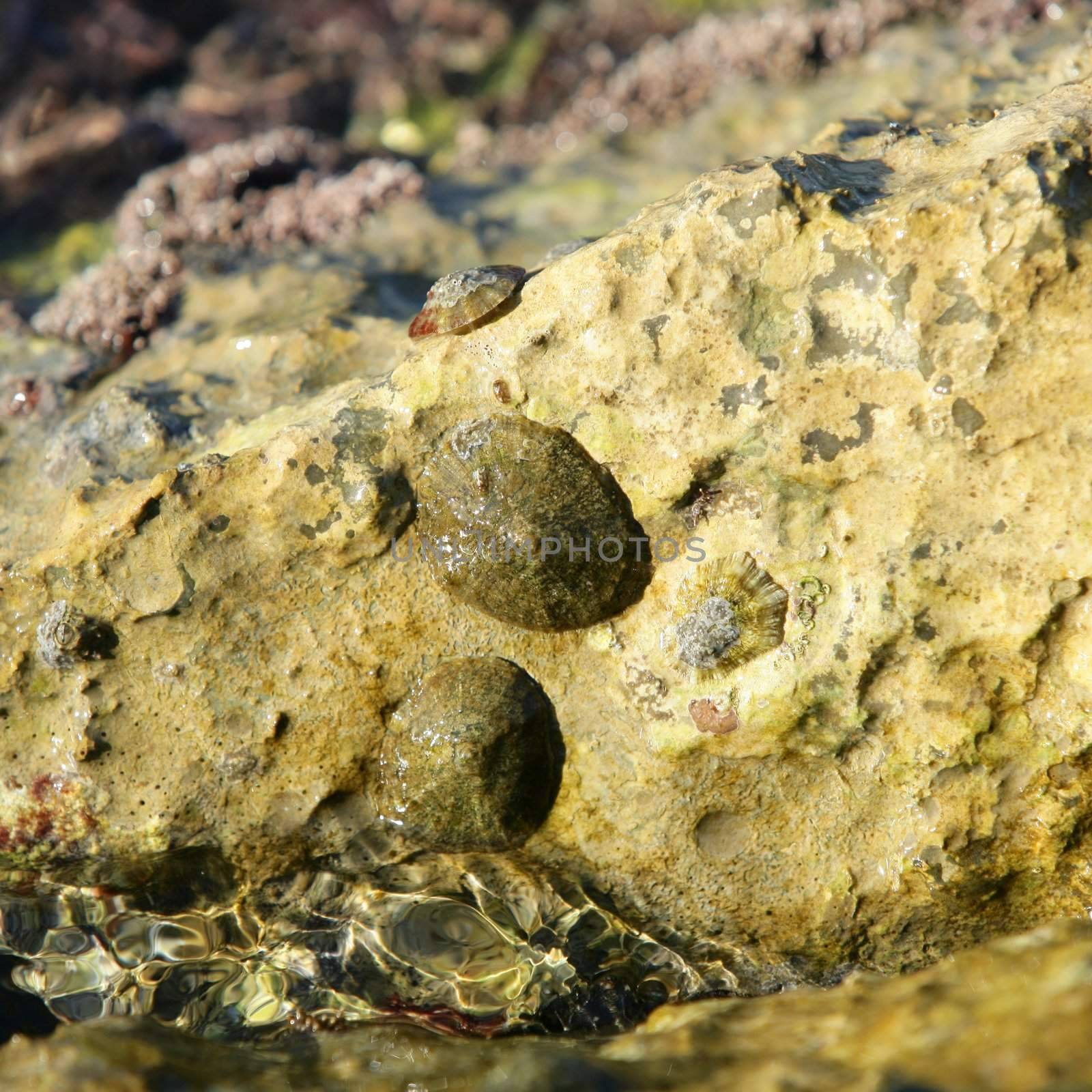 Marine rock texture detail on docks, barnacle