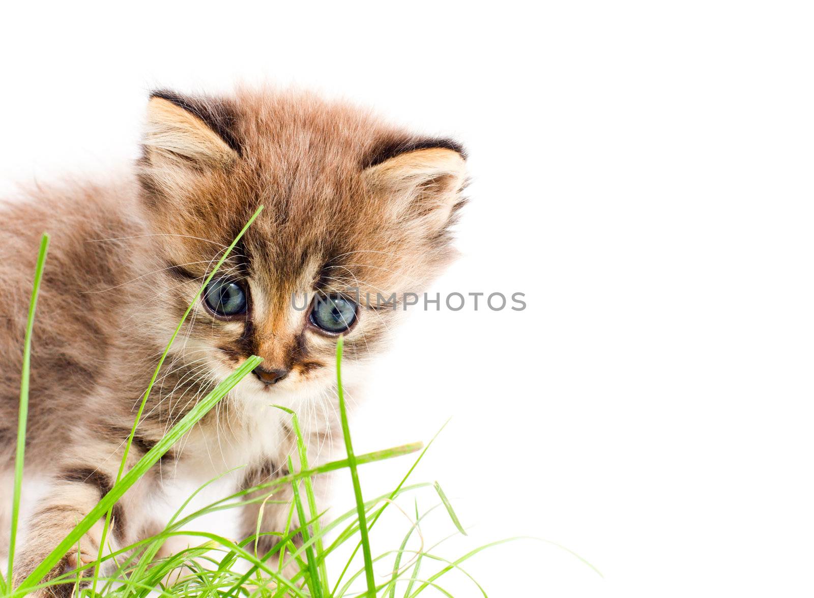 beautiful kitty by Bedolaga