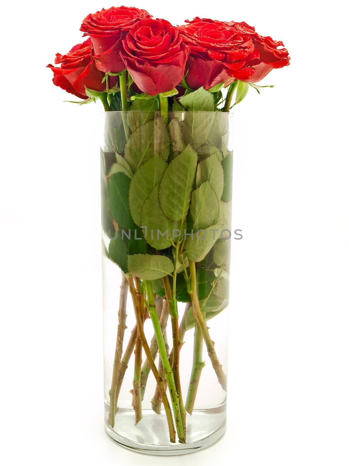 bouquet of beautiful red roses in vase  