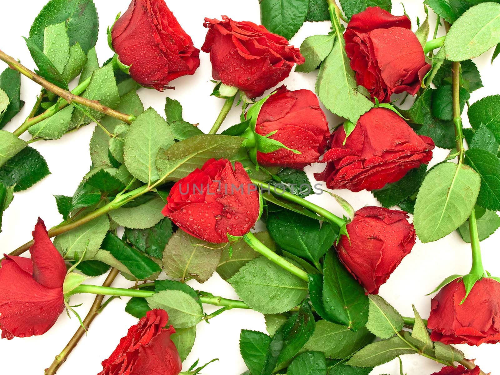 red roses with watter drops on the white