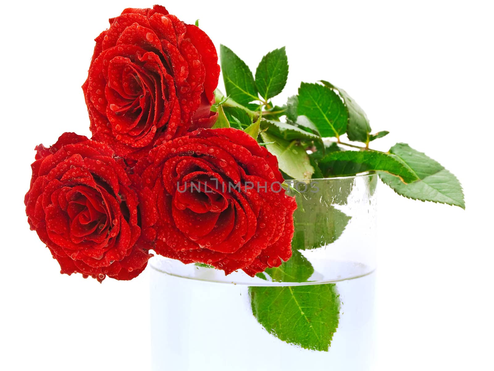 red beautiful roses with watter drops on the vase