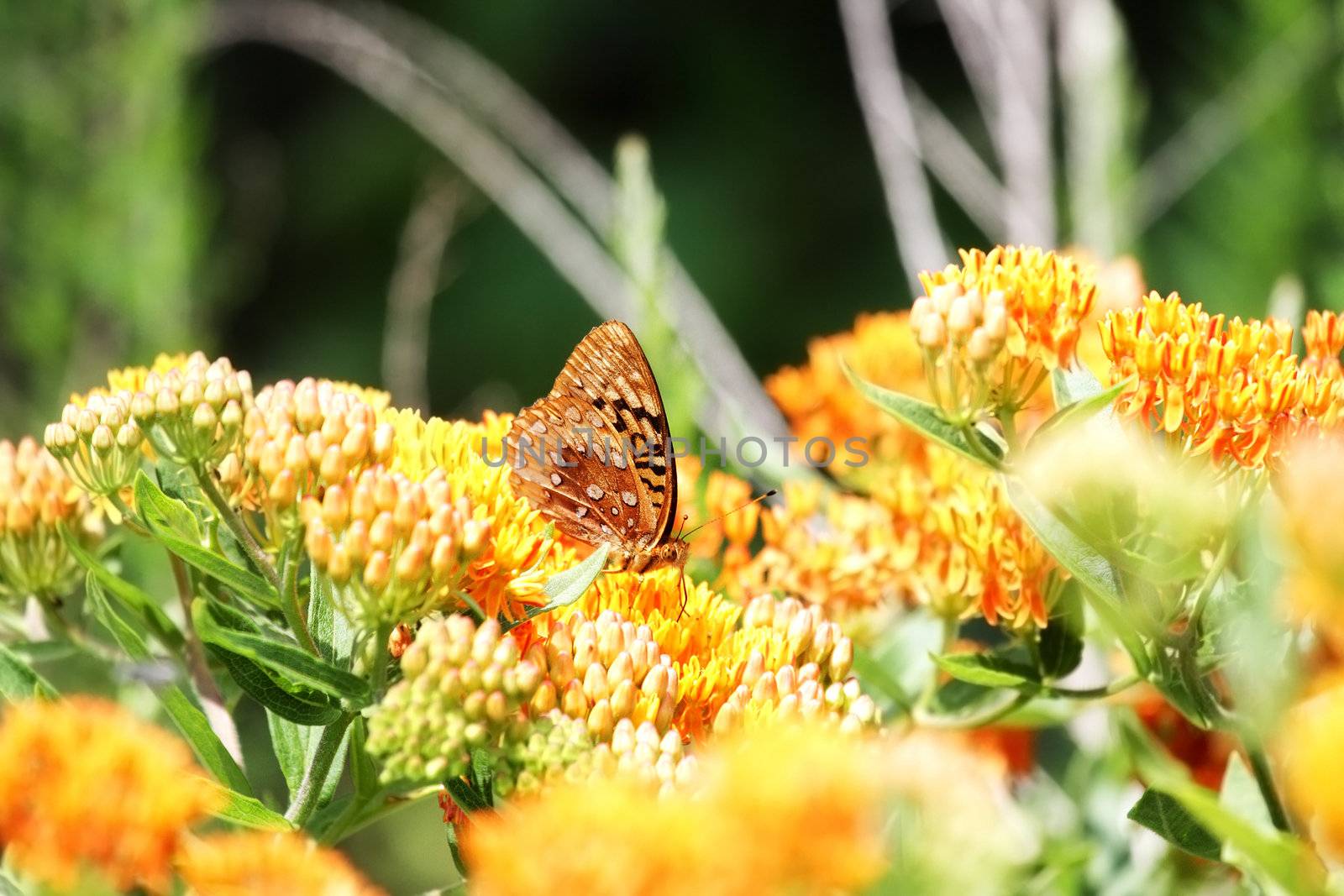 Great Spangled Fritillary butterfly feeding on Butterfly Weed with extreme shallow DOF. 
