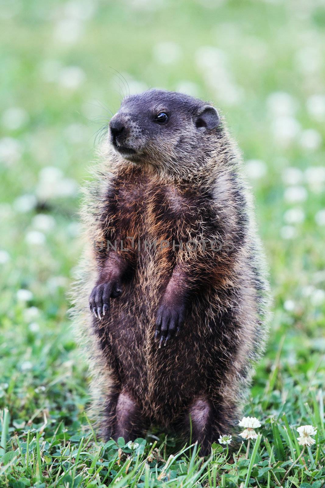 A young groundhog pup, also known as a Woodchuck, stands on his hind feet in a field of clover while he looks for danger. 
