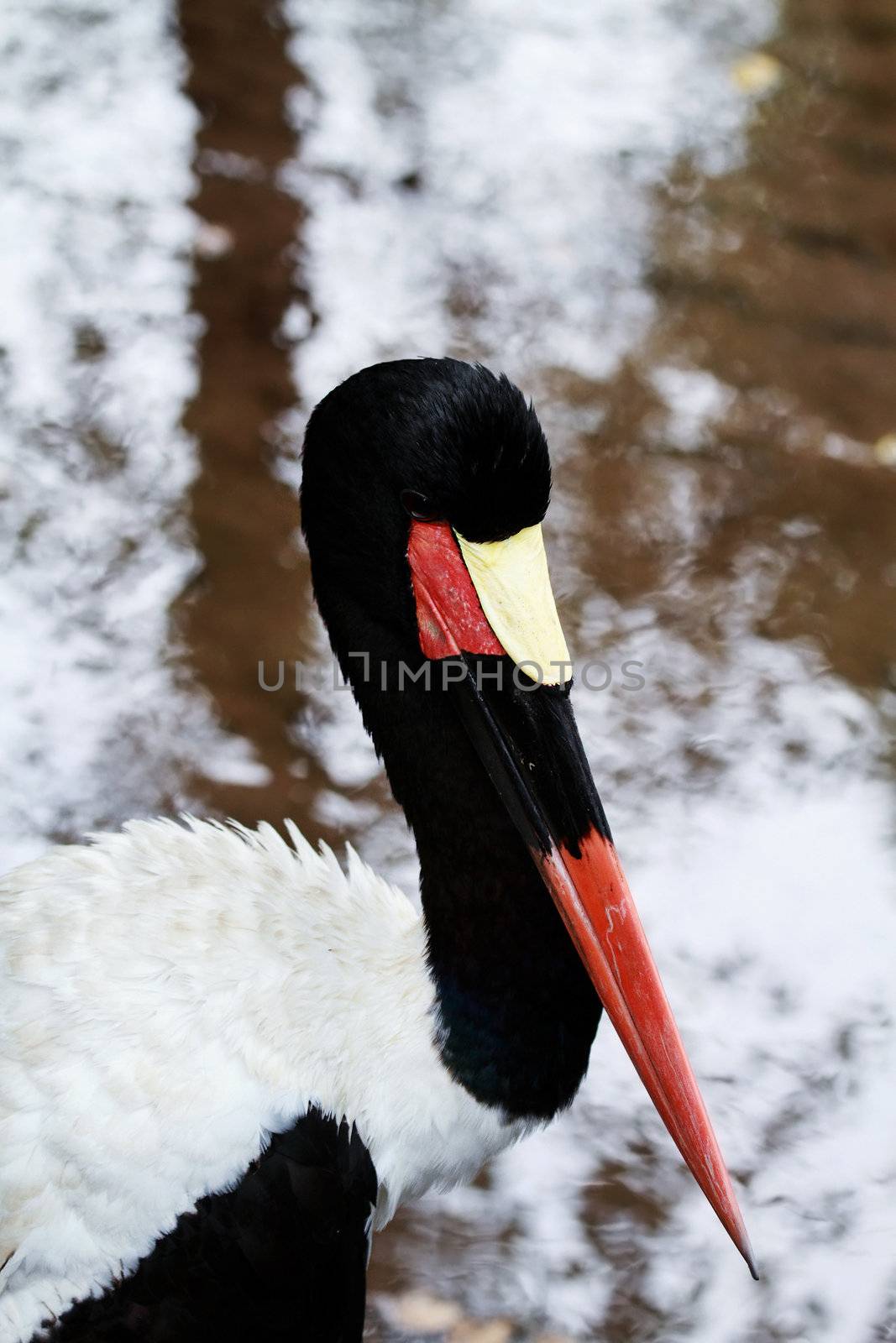 Portrait of a beautiful saddle-billed stork.
