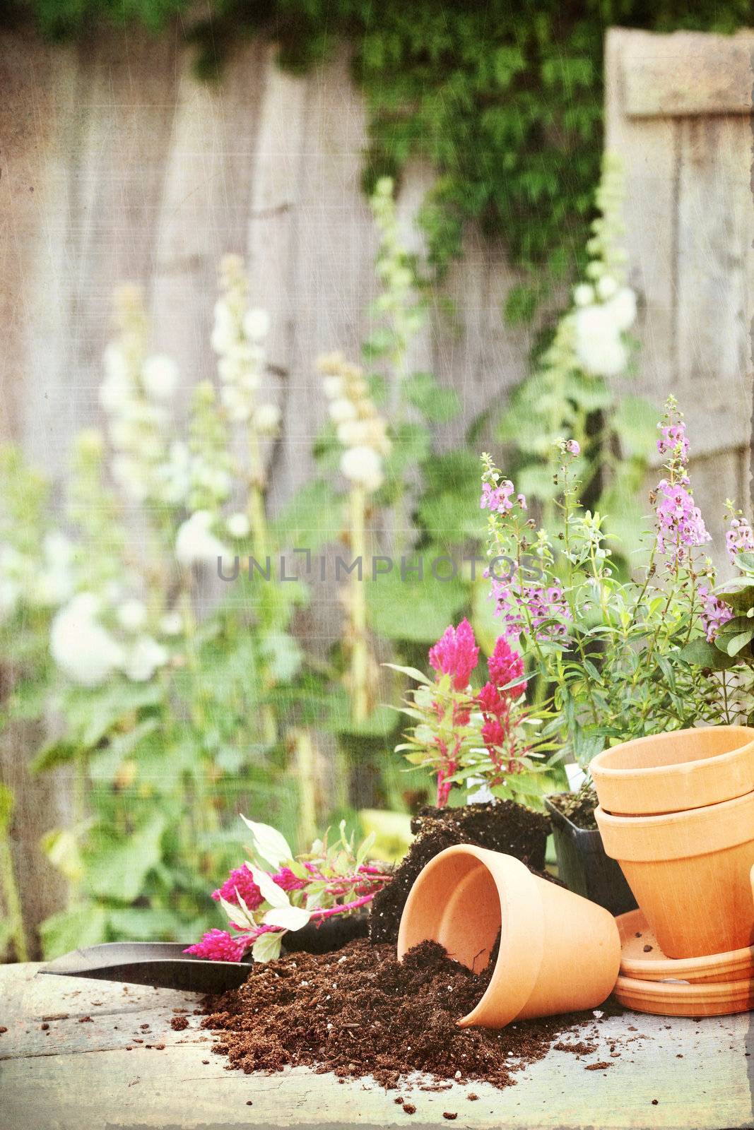 Photo based textured image of a rustic table with terracotta pots, potting soil, trowel and flowers in front of an old weathered gardening shed.