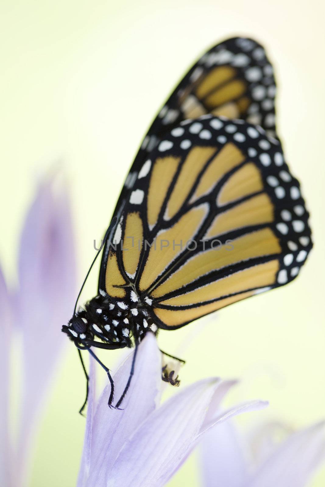 Beautiful monarch butterfly resting on purple flowers of a hostas plant. Shallow DOF