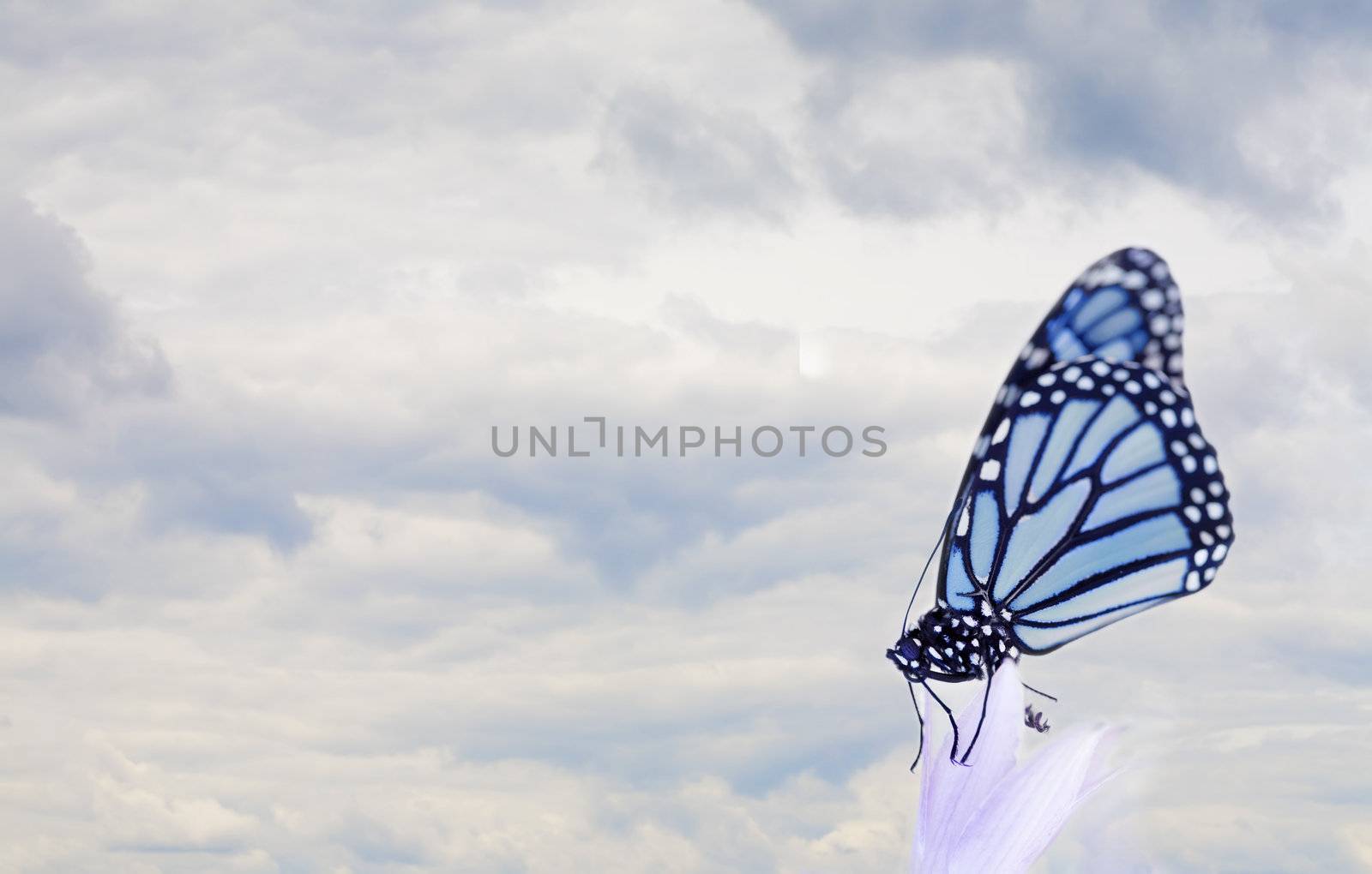 Butterfly resting on purple flower by jarenwicklund