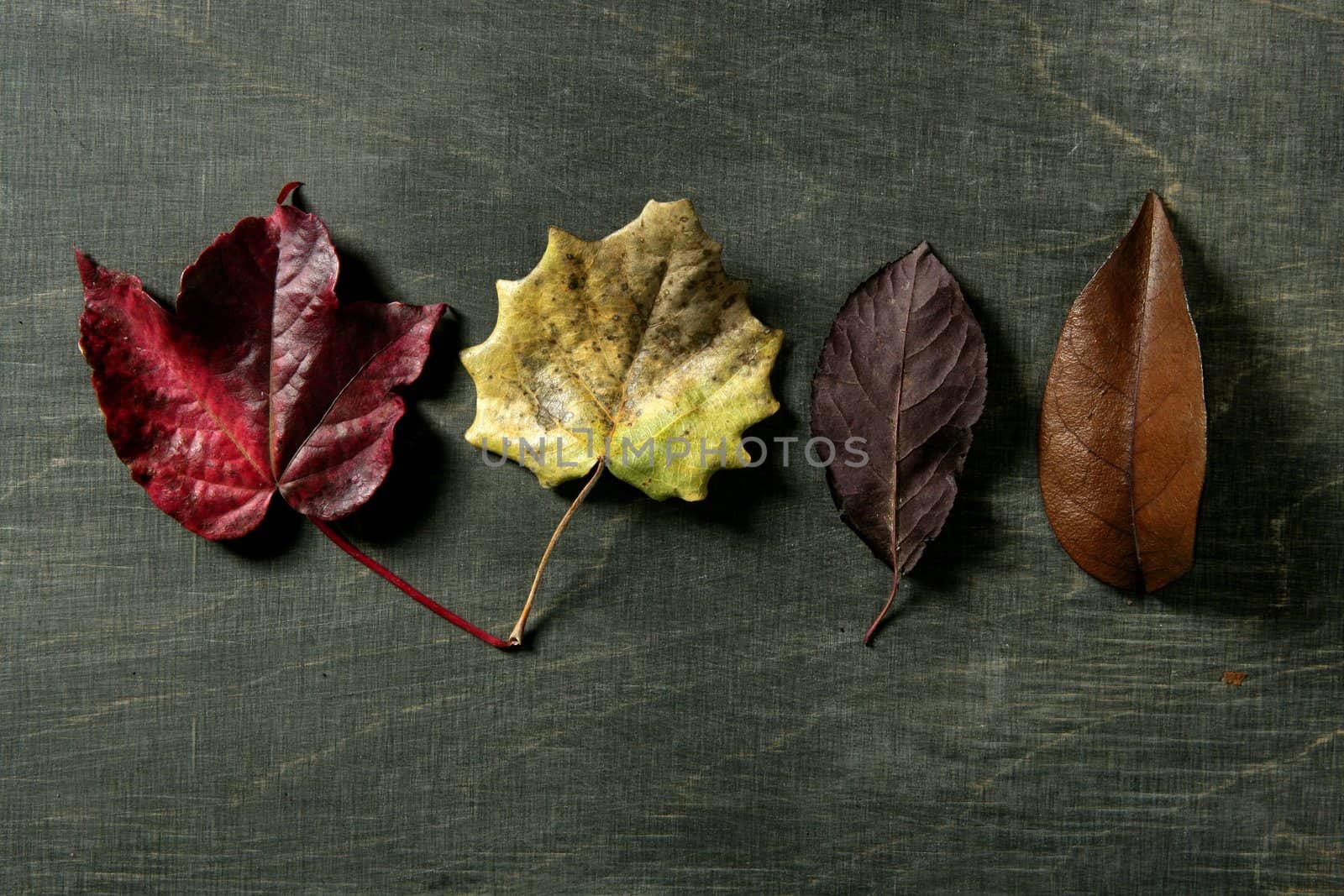 Still of autumn leaves, dark wood background, fall image by lunamarina