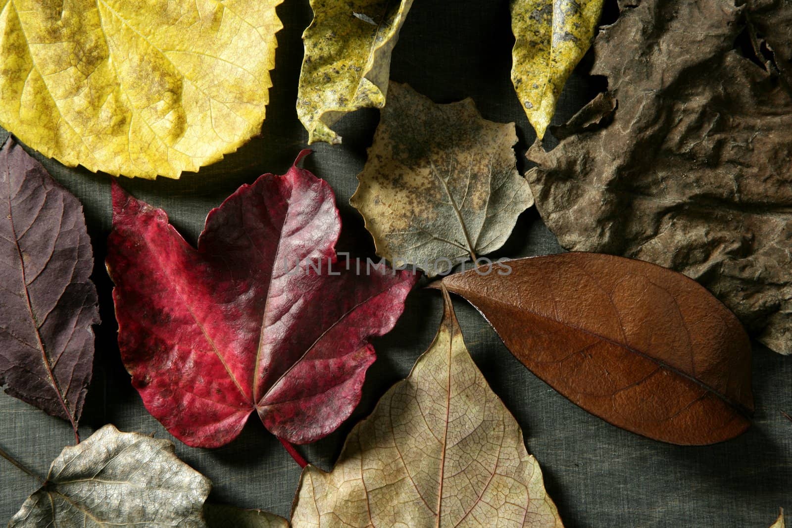 Still of autumn leaves, dark wood background, fall image by lunamarina