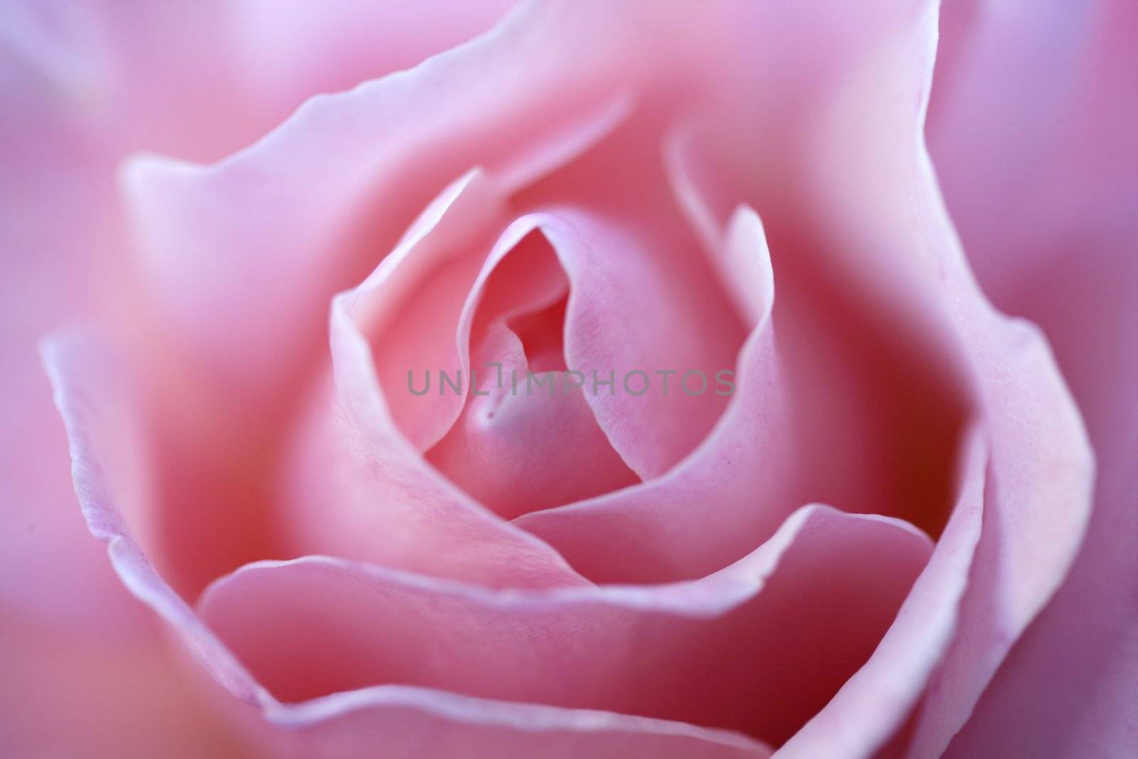 Colorful rose flower macro at the garden, outdoors