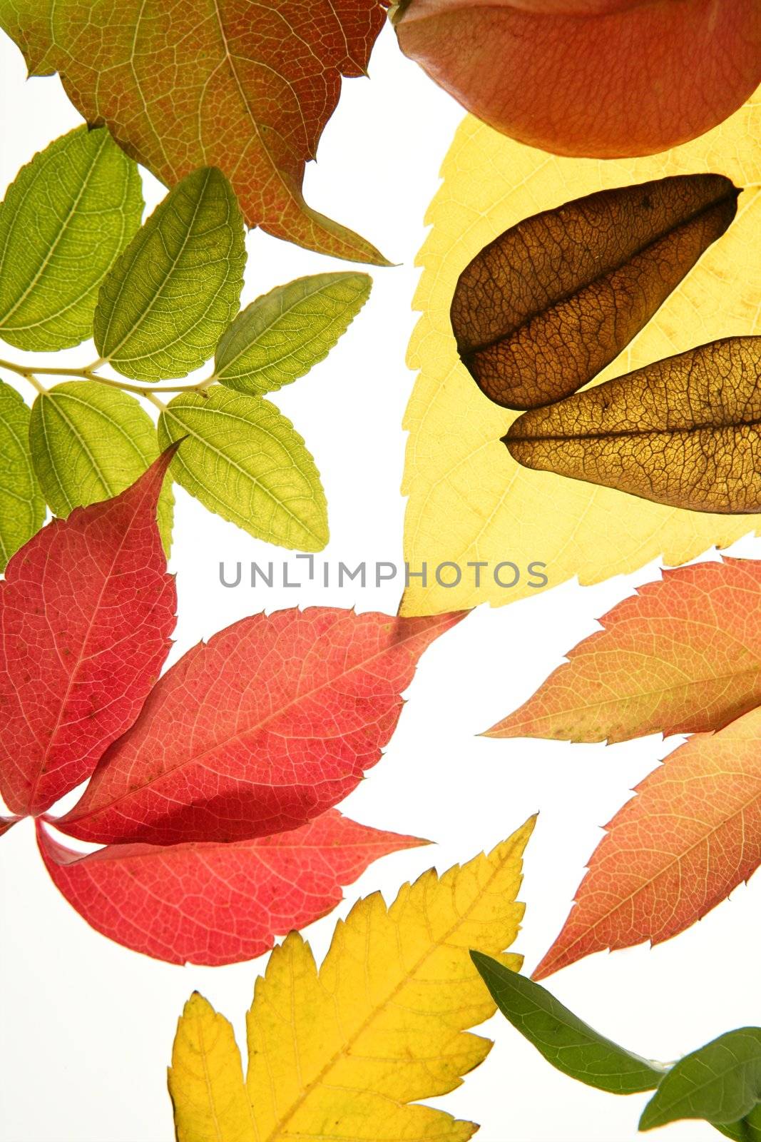 Autumn, fall leaves decorative still at studio white background, using the transparency