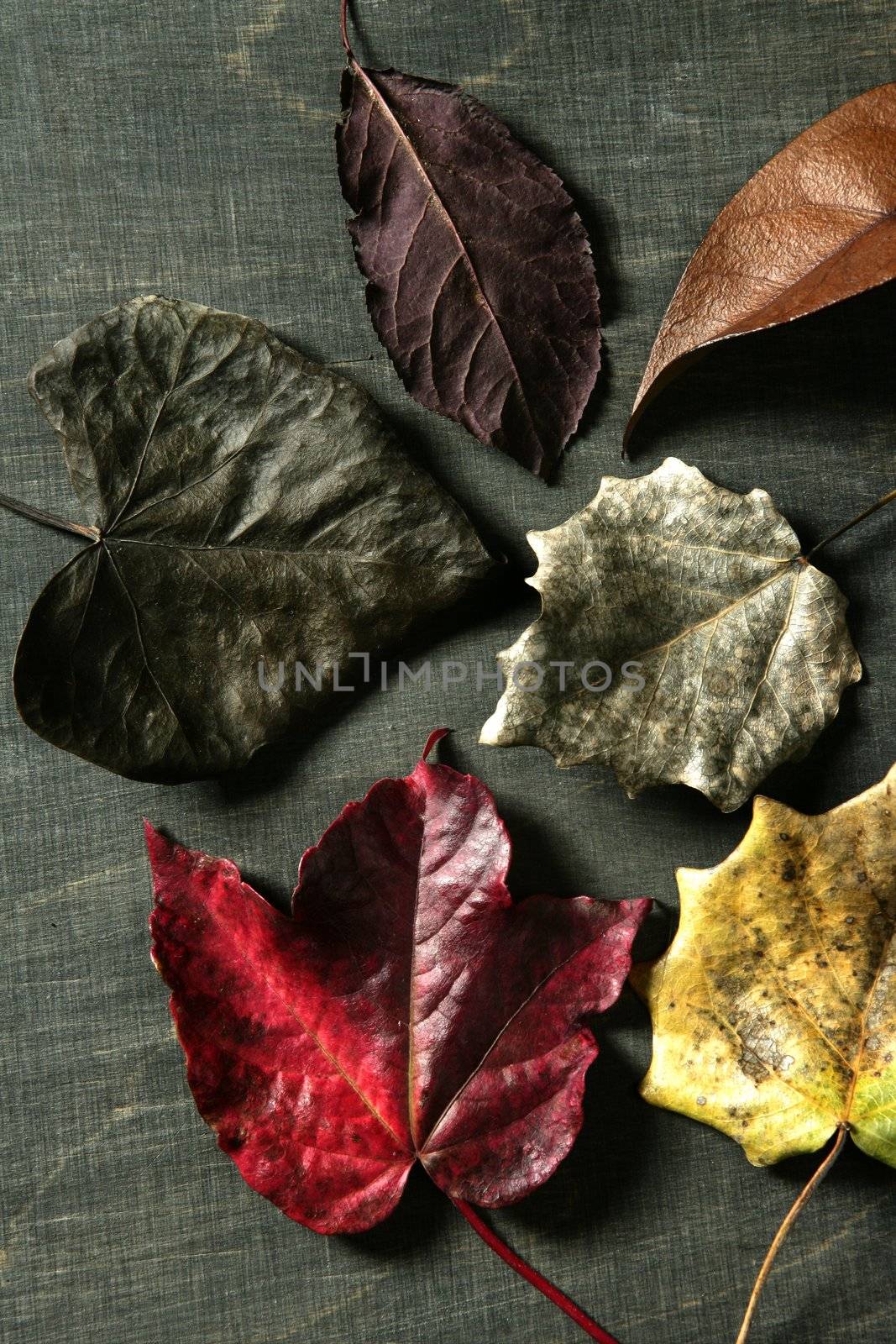 Still of autumn leaves, dark wood background, fall image by lunamarina