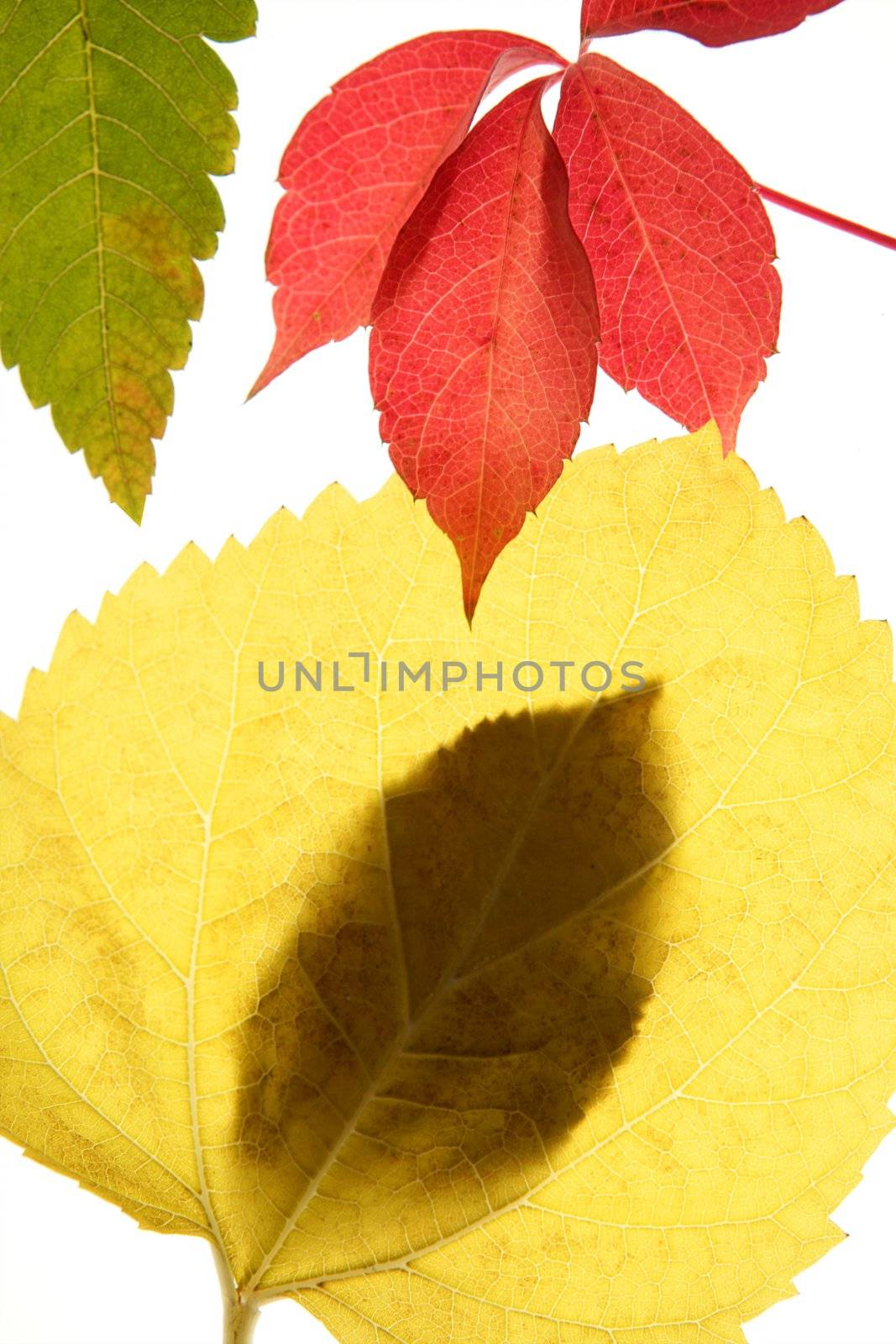 Autumn, fall leaves decorative still at studio white background, using the transparency