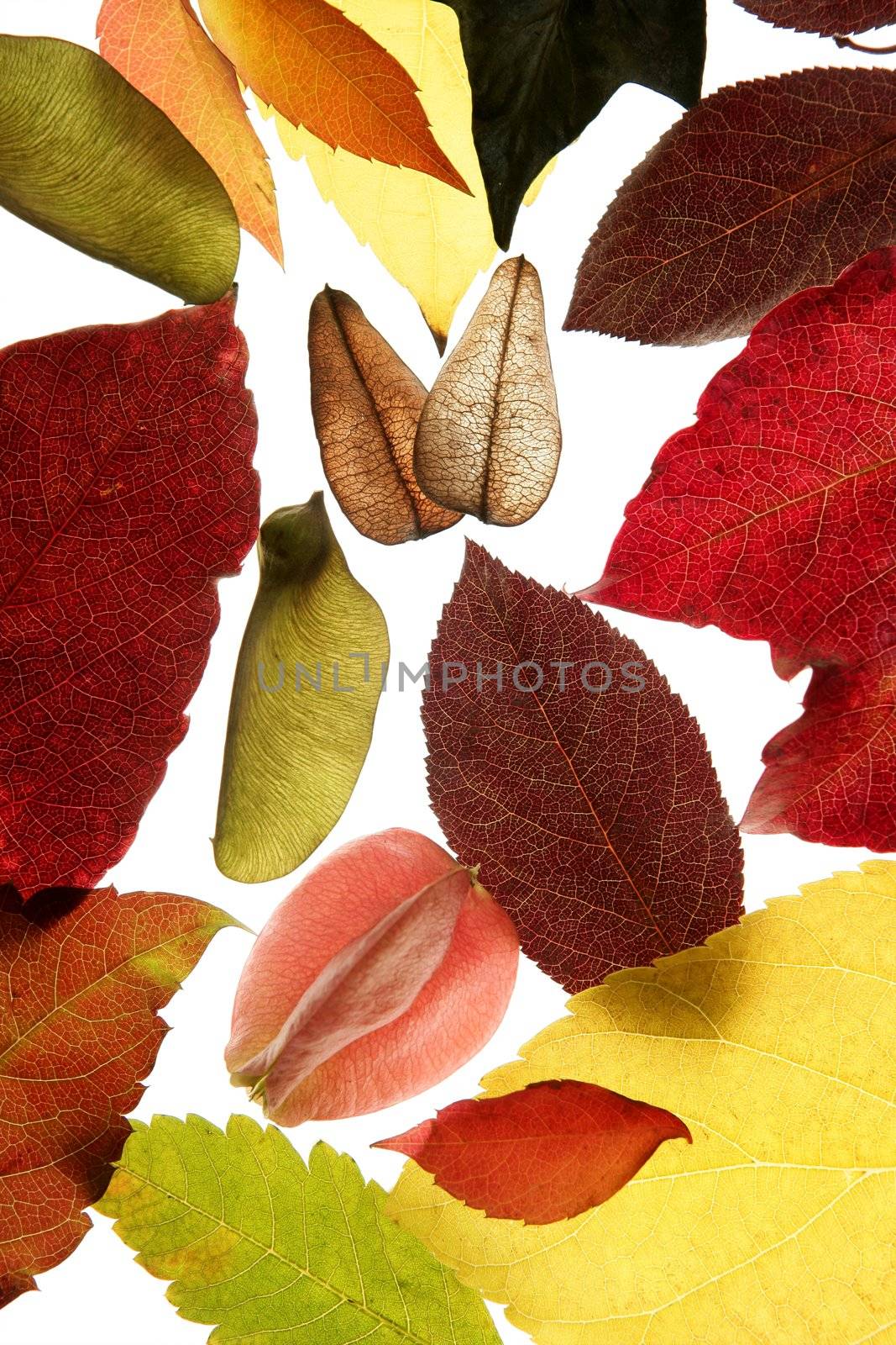 Autumn, fall leaves decorative still at studio white background by lunamarina