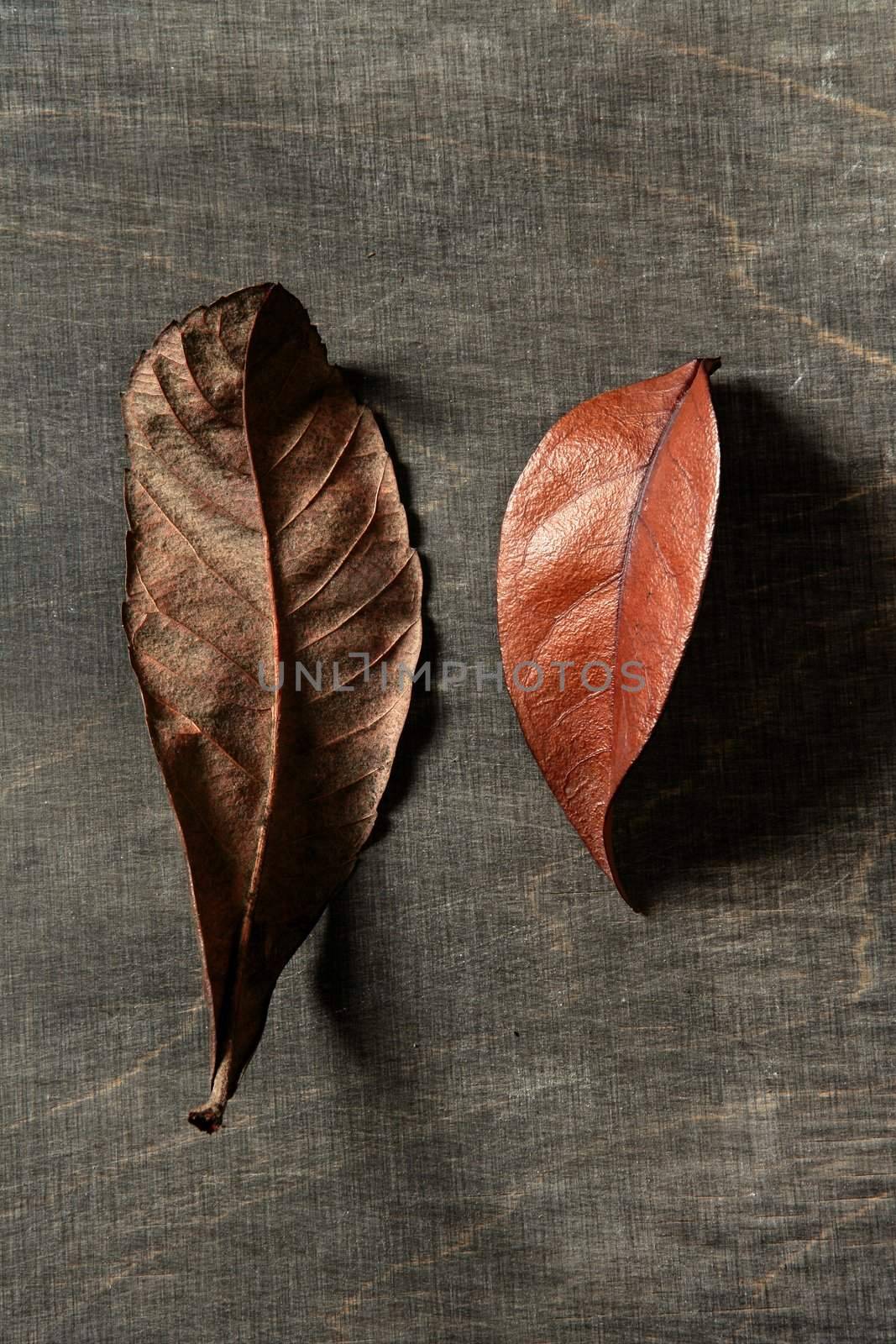 Still of autumn leaves, dark wood background, fall image by lunamarina