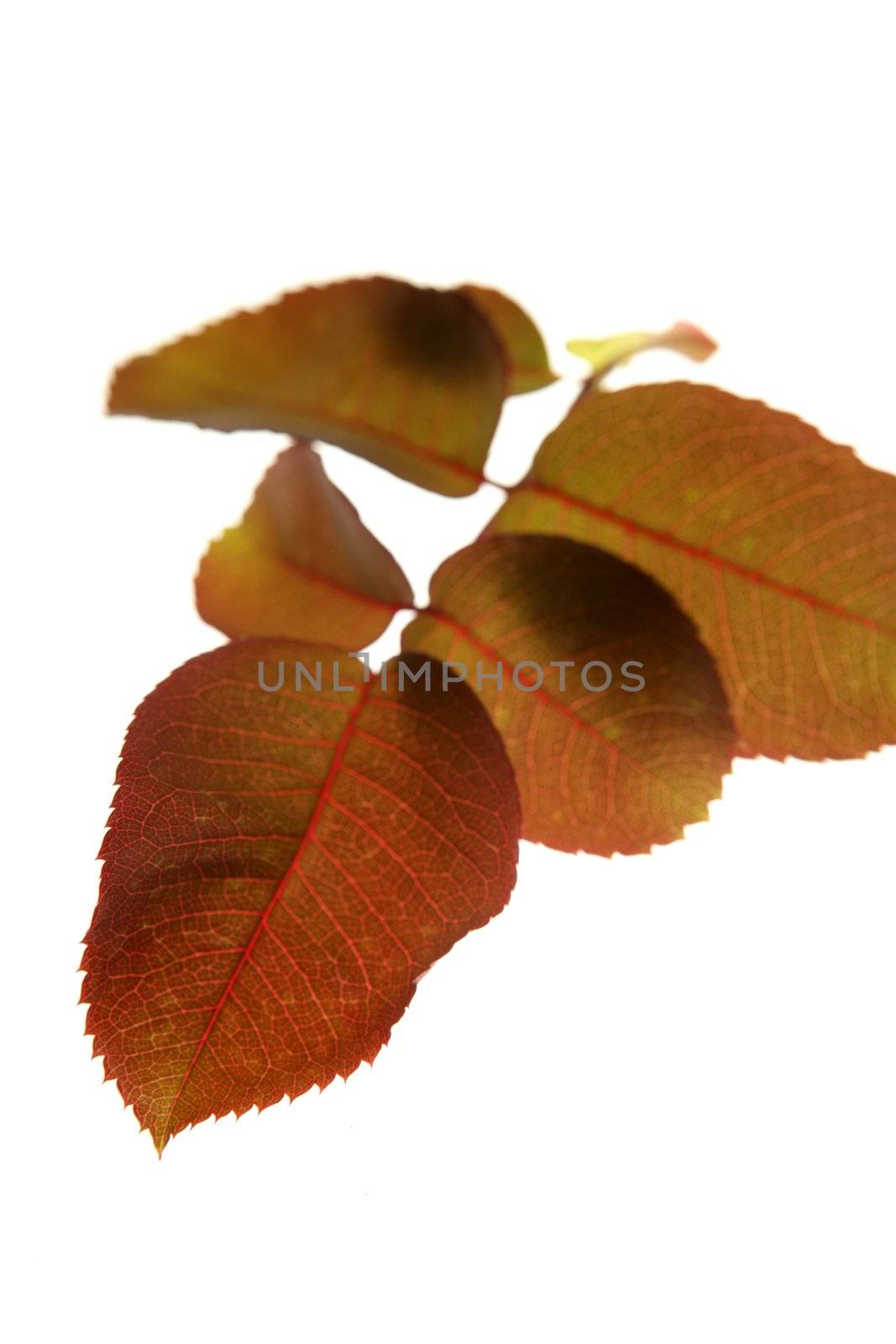 Autumn, fall leaves decorative still at studio white background, using the transparency