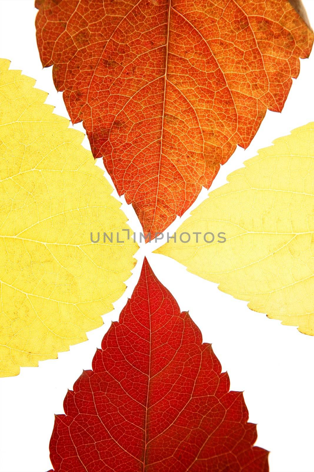 Autumn, fall leaves decorative still at studio white background, using the transparency