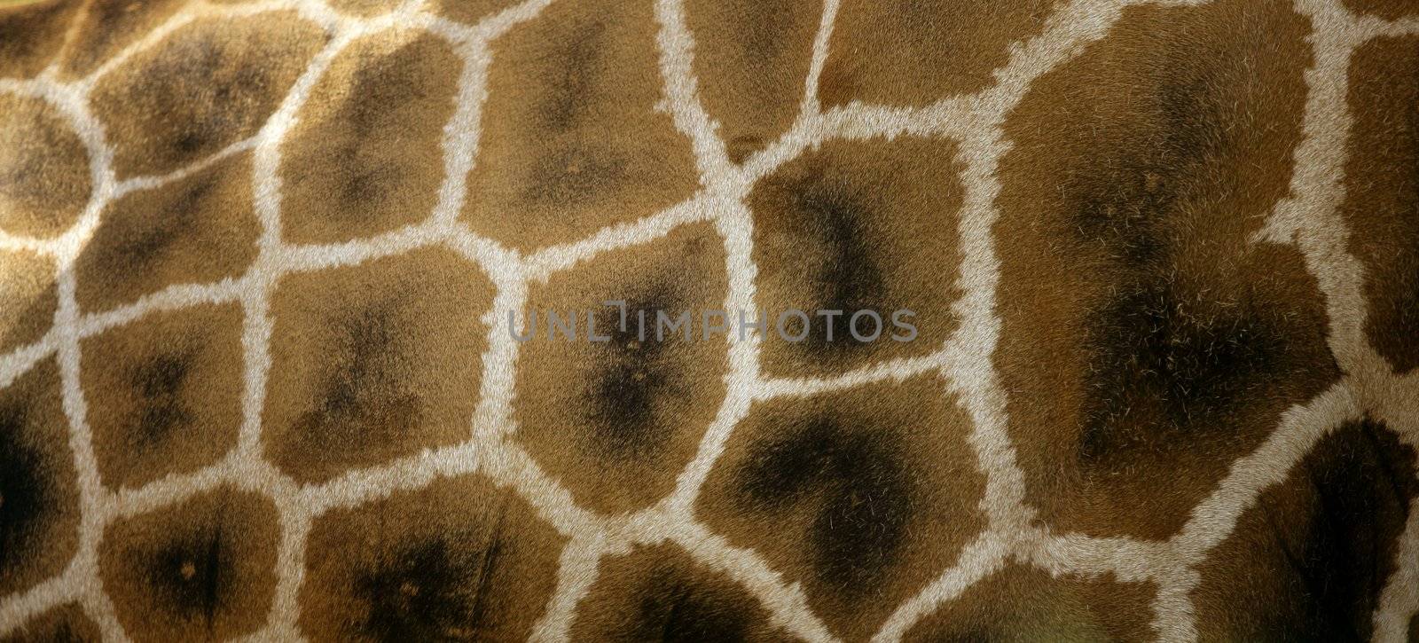 Girafe from Africa, skin texture for background