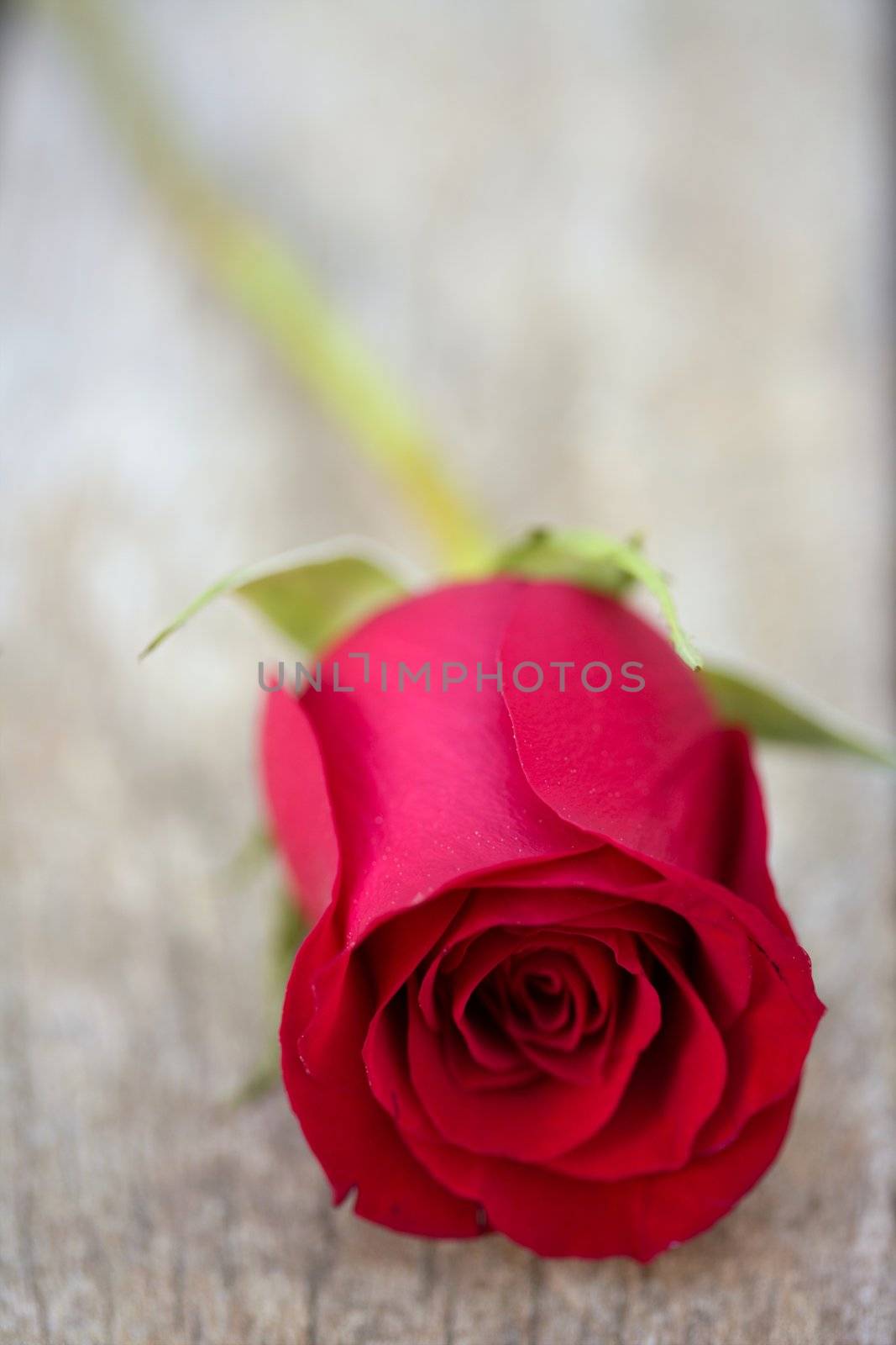 Red rose over old aged teak wood by lunamarina